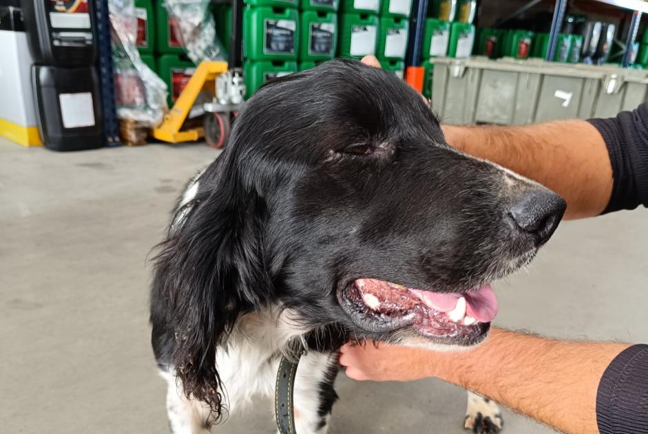 Alerta descoberta Cão  Macho Montierchaume France