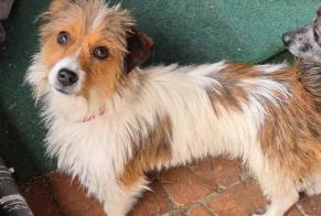 Alerta descoberta Cão Macho Saint-Brisson-sur-Loire France