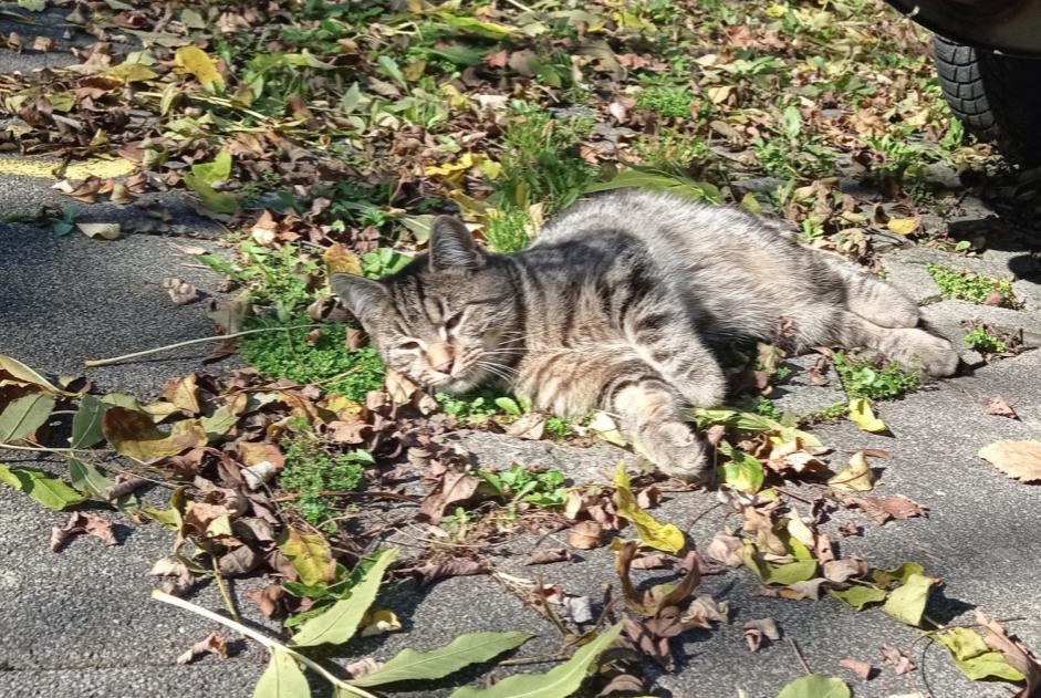 Alerta descoberta Gato Macho , Entre 1 e 3 meses Fribourg Switzerland