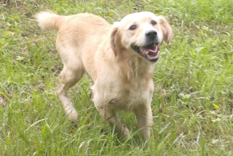 Alerta descoberta Cão  Macho Aiguillon France