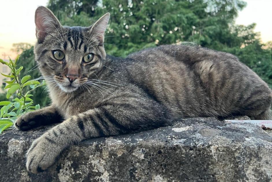 Alerta desaparecimento Gato Macho , 1 anos St Blaise Switzerland