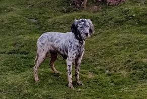 Alerta descoberta Cão Fêmea Itxassou France