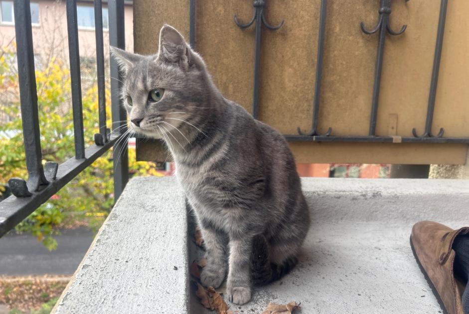 Alerta descoberta Gato Desconhecido Zürich Switzerland