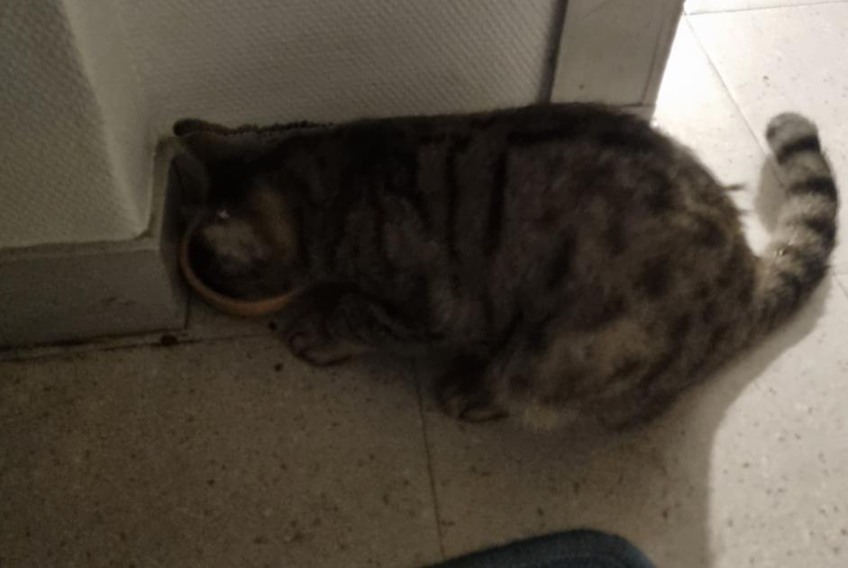 Alerta descoberta Gato cruzamento Macho , Entre 9 e 12 meses Poitiers France