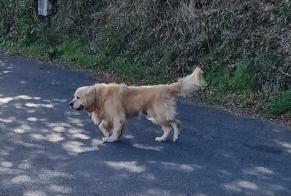 Alerta descoberta Cão  Desconhecido Pont-de-Salars France