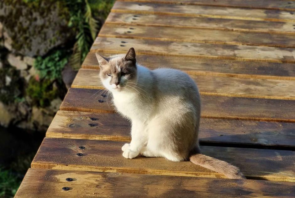 Alerta descoberta Gato cruzamento Desconhecido Sourniac France