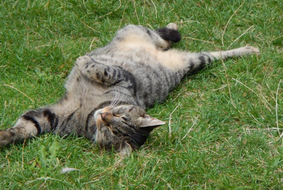 Alerta desaparecimento Gato Macho , 14 anos Escaudain France