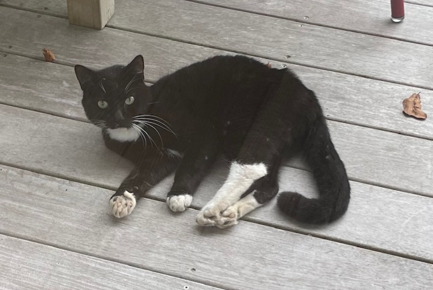 Alerta descoberta Gato Desconhecido Arcachon France