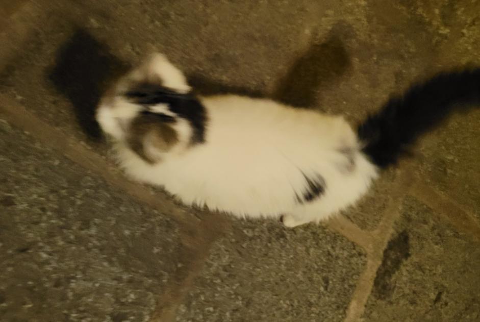 Alerta descoberta Gato Desconhecido , 1 ano Guingamp France