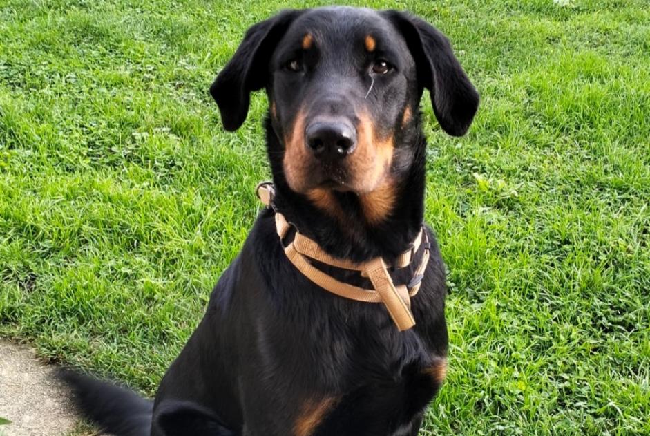 Alerta descoberta Cão Macho Boncourt France