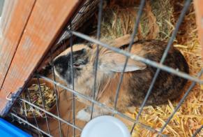 Alerta descoberta Coelho Desconhecido Yverdon-les-Bains Switzerland