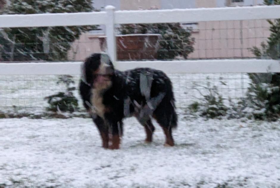 Alerta descoberta Cão  Desconhecido , 4 anos Ellon France