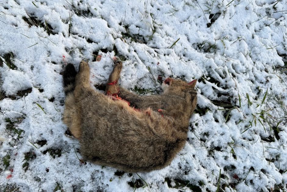 Alerta descoberta Gato Desconhecido Vully-les-Lacs Switzerland