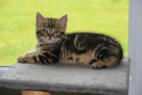 Alerta desaparecimento Gato  Fêmea , 0 anos Narrosse France