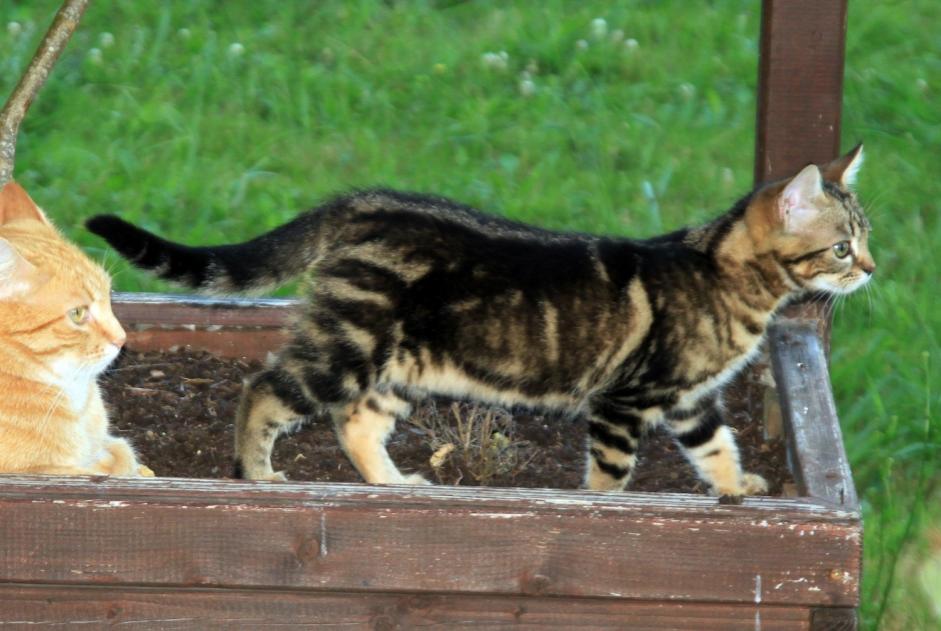 Alerta desaparecimento Gato  Fêmea , 0 anos Narrosse France