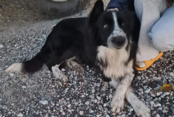 Alerta descoberta Cão  Macho , 2 anos Saint-Paul-de-Fenouillet France