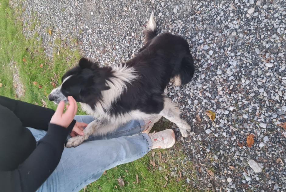 Alerta descoberta Cão  Macho , 2 anos Saint-Paul-de-Fenouillet France