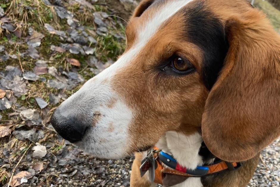 Alerta desaparecimento Cão  Macho , 9 anos Chambley-Bussières France