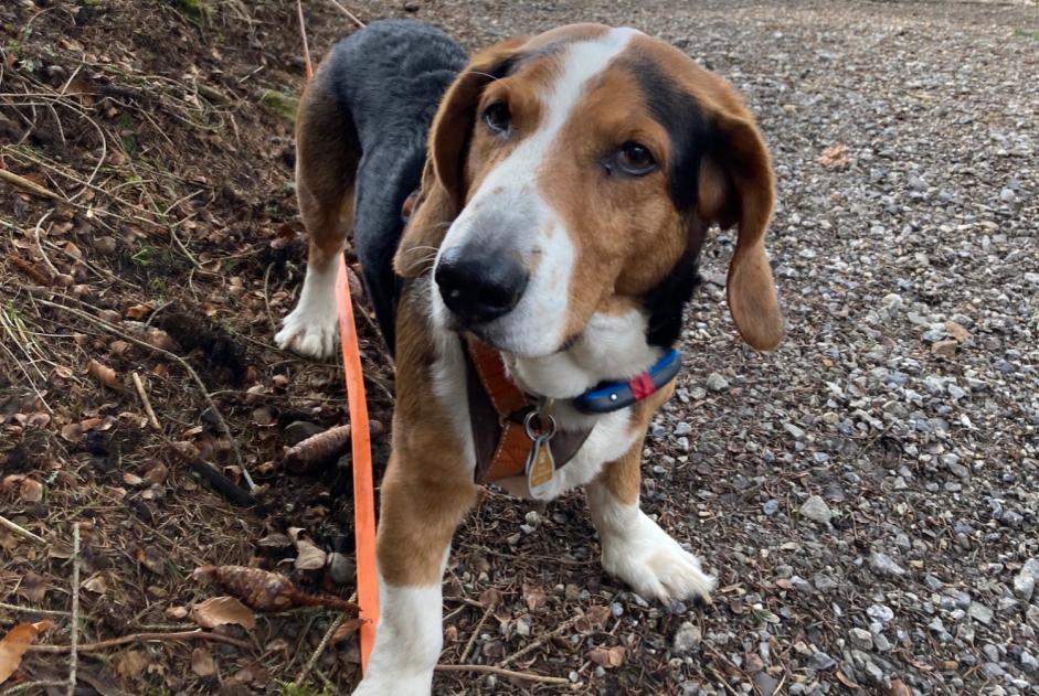 Alerta desaparecimento Cão  Macho , 9 anos Chambley-Bussières France