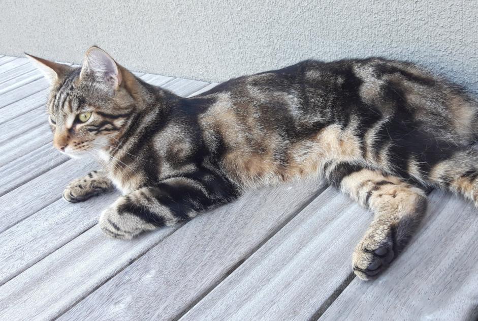 Alerta desaparecimento Gato Macho , 2 anos Estavayer Switzerland