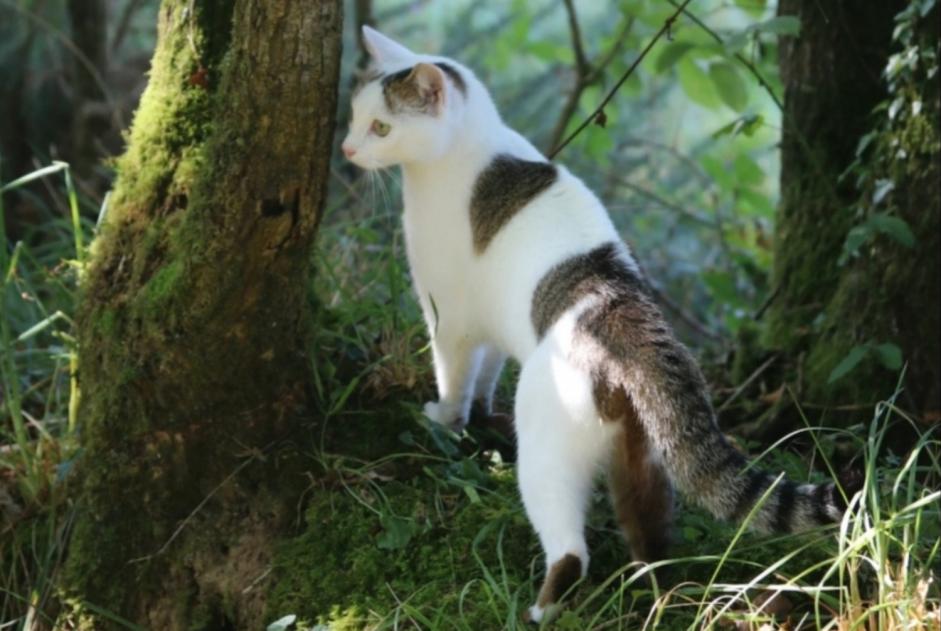 Alerta desaparecimento Gato Fêmea , 4 anos Uzel France