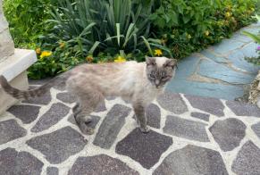 Alerta descoberta Gato  Desconhecido Le Plessis-Robinson France