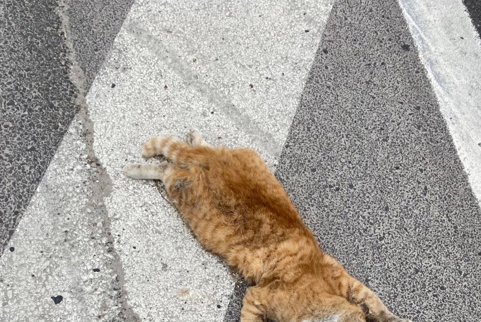 Alerta descoberta Gato Desconhecido Le Grand-Quevilly France