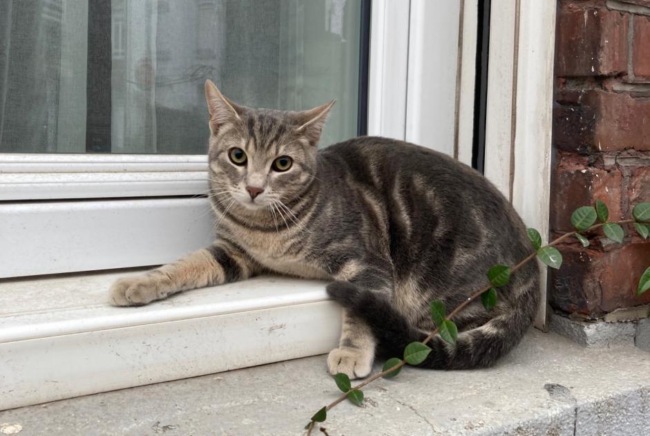 Alerta descoberta Gato Desconhecido Tourcoing France