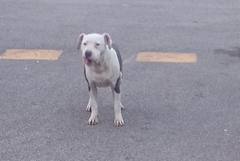 Alerta descoberta Cão  Desconhecido Luc-sur-Orbieu France