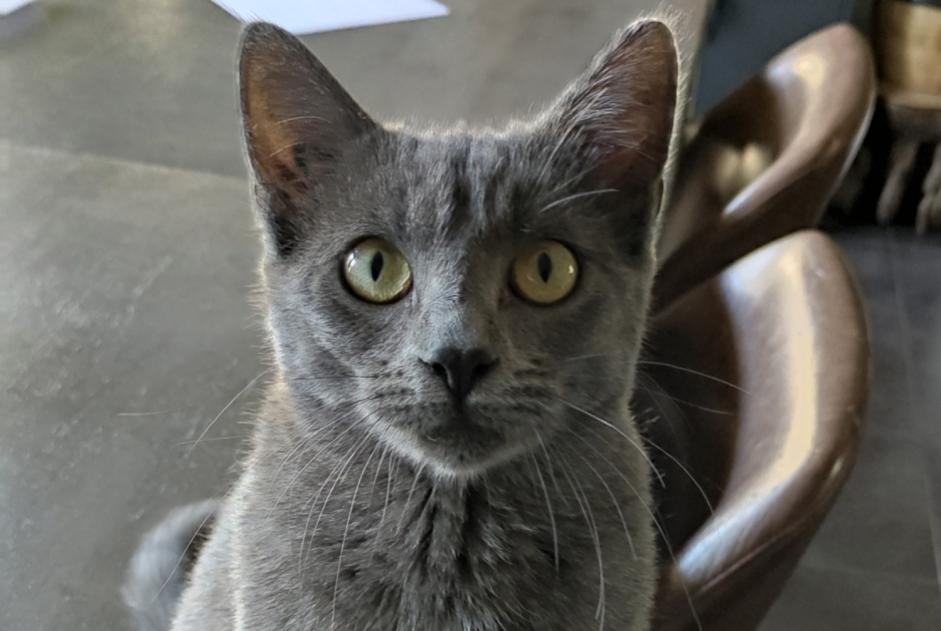 Alerta desaparecimento Gato Fêmea , 1 anos Hendaye France