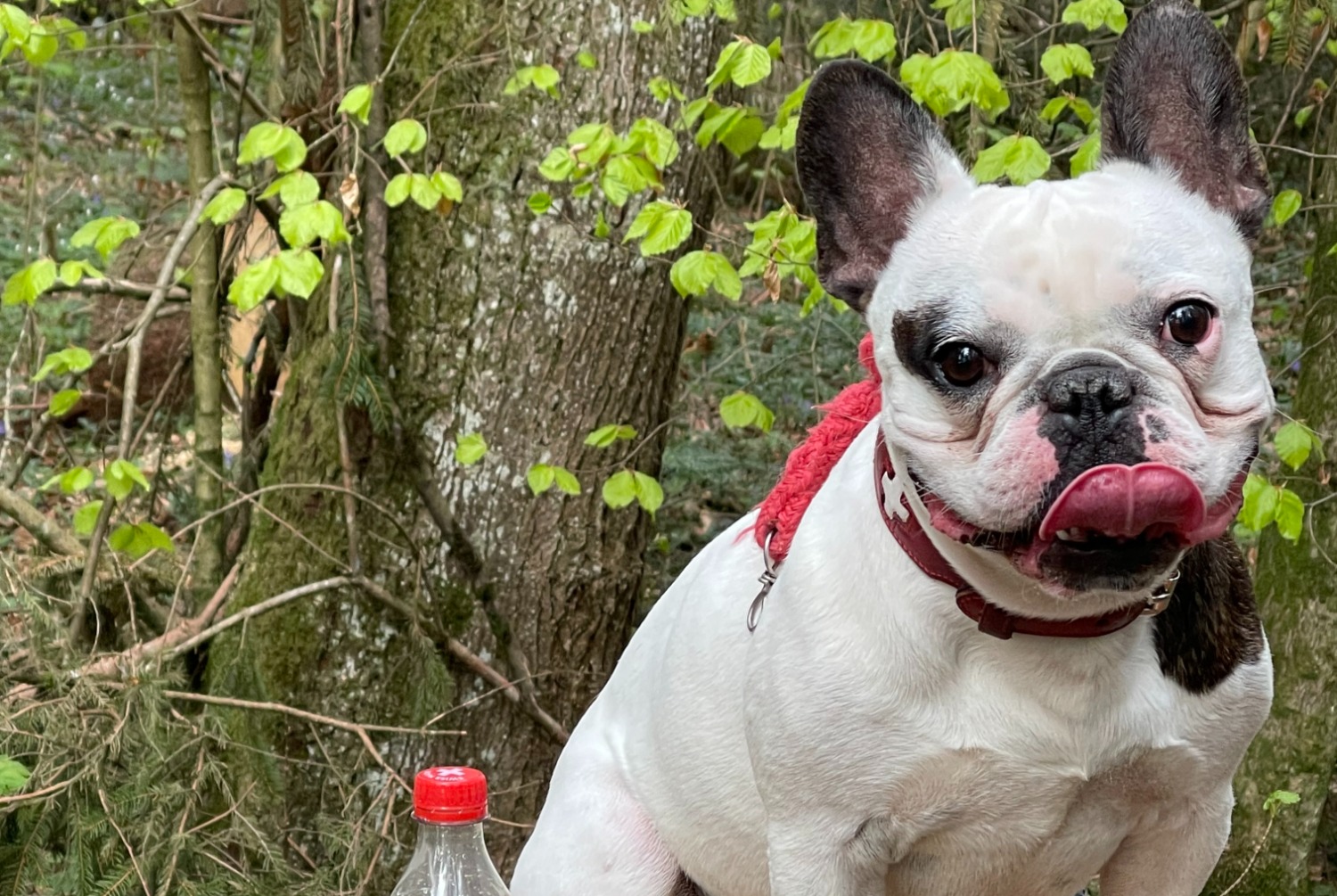 Alerta desaparecimento Cão  Macho , 5 anos Bulle Switzerland