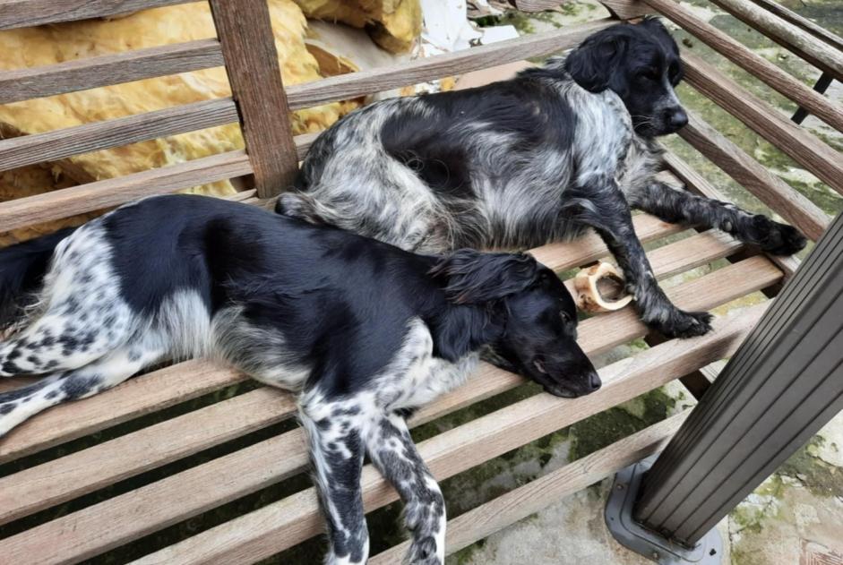 Alerta desaparecimento Cão  Fêmea , 5 anos Comines-Warneton Belgium