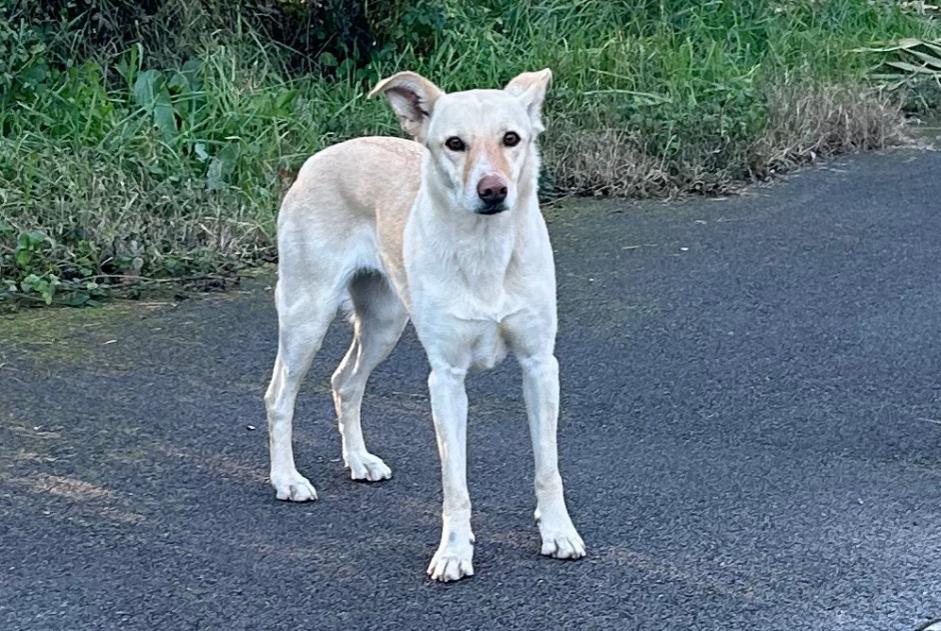 Alerta descoberta Cão Desconhecido Biot France