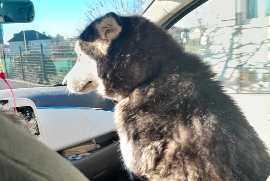 Alerta descoberta Cão  Fêmea Dampniat France