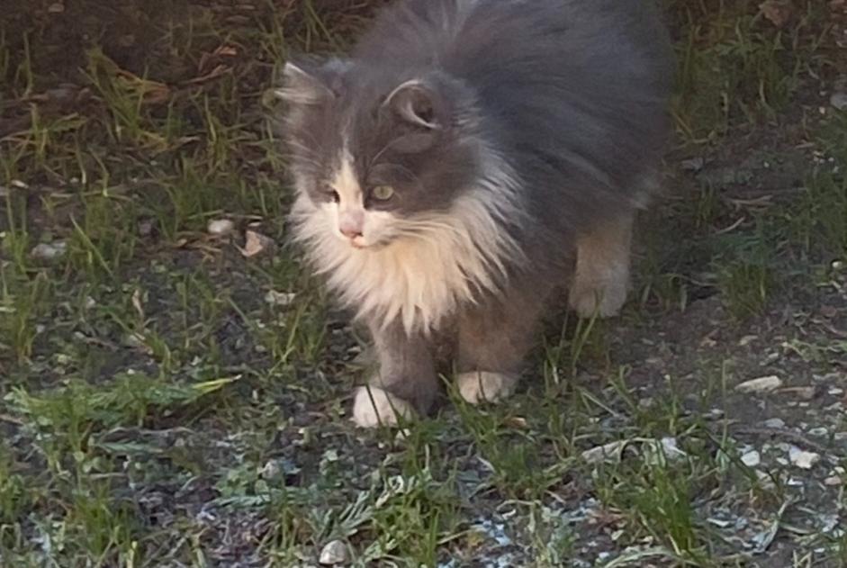 Alerta descoberta Gato Fêmea Monteux France