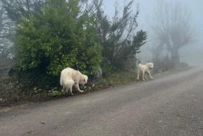 Alerta descoberta Cão  Desconhecido Lissac-sur-Couze France