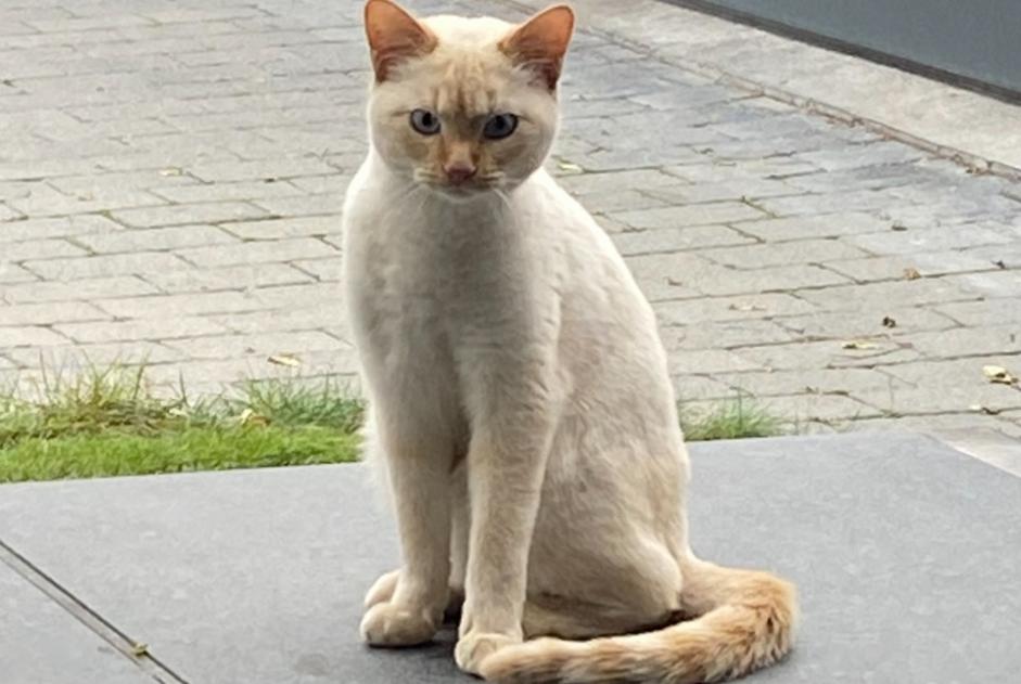 Alerta desaparecimento Gato cruzamento Macho , 3 anos Isérables Switzerland