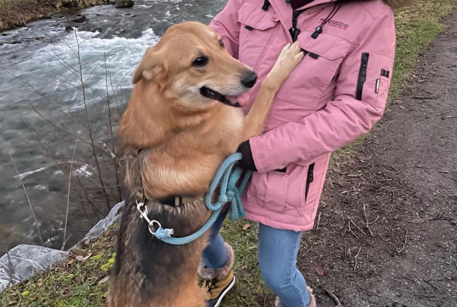 Alerta desaparecimento Cão cruzamento Macho , 4 anos Matane France