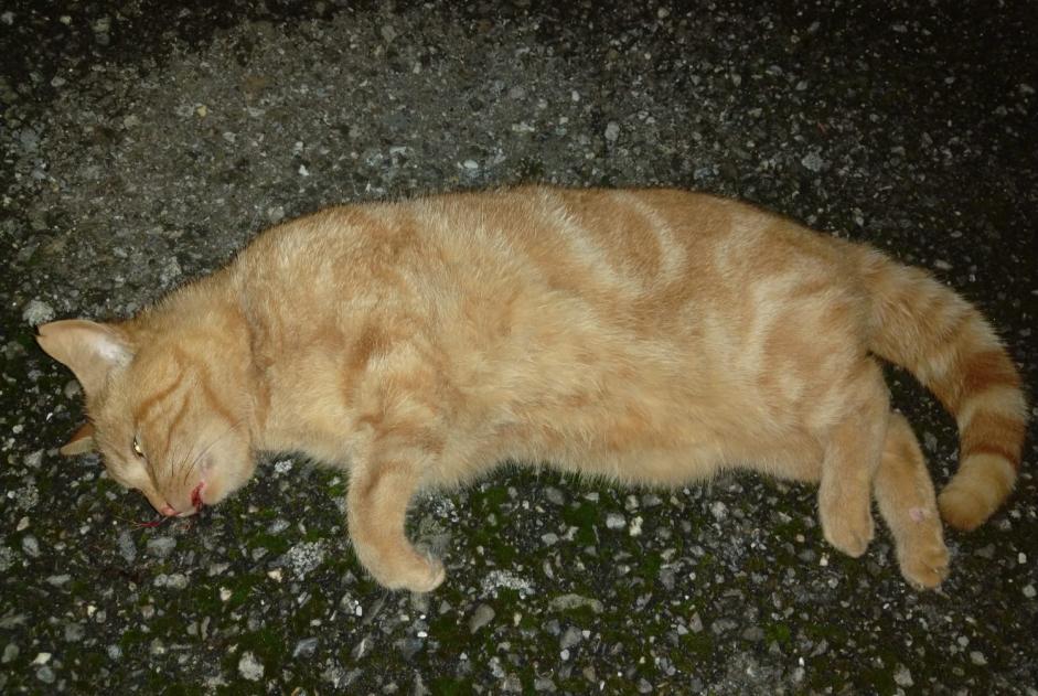 Alerta descoberta Gato Desconhecido Ursy Switzerland