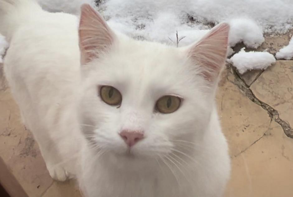 Alerta desaparecimento Gato  Fêmea , 6 anos Menthonnex-en-Bornes France