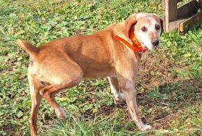 Alerta descoberta Cão Macho Gripport France