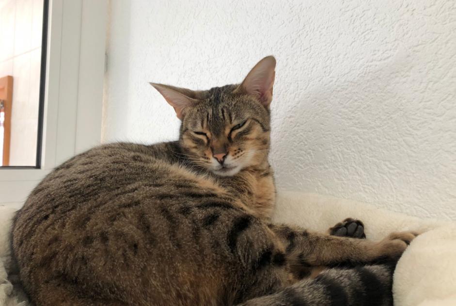 Alerta desaparecimento Gato  Fêmea , 5 anos Veyrier Switzerland