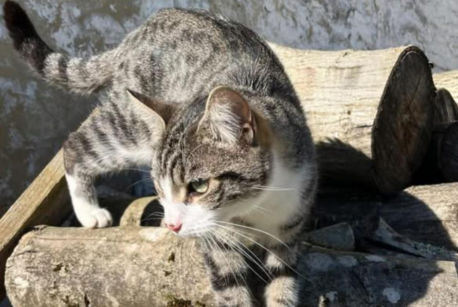 Alerta desaparecimento Gato  Fêmea , 2 anos Vaux-sur-Mer France