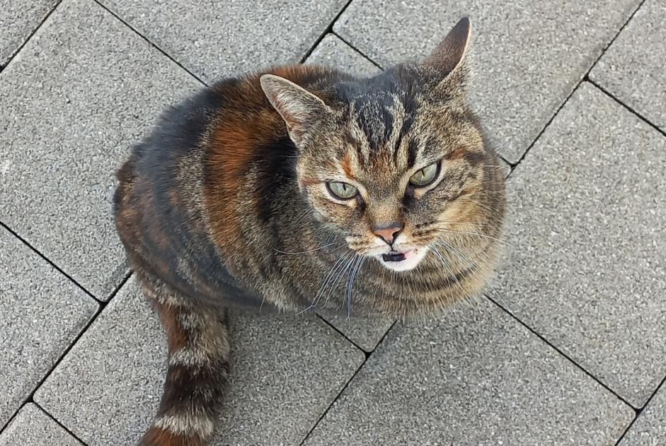 Alerta descoberta Gato cruzamento Fêmea Romont Switzerland