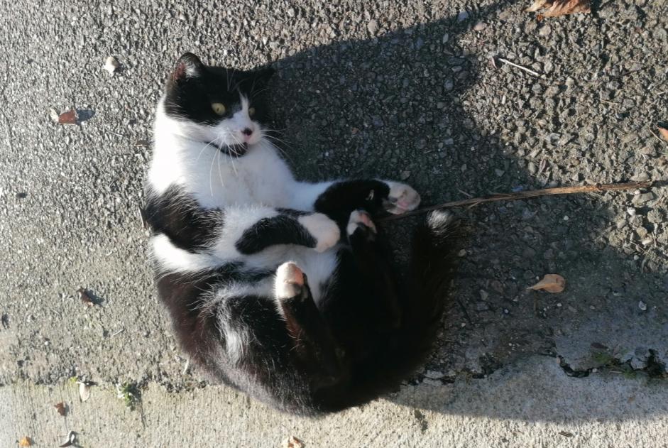 Alerta desaparecimento Gato Macho , 9 anos Villeurbanne France