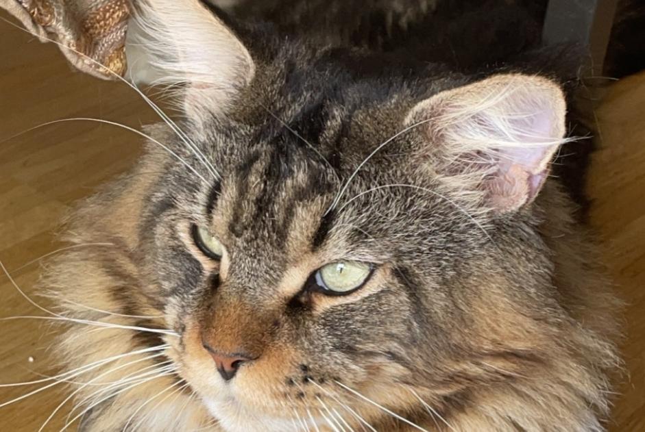 Alerta desaparecimento Gato  Macho , 5 anos Meyrin Switzerland