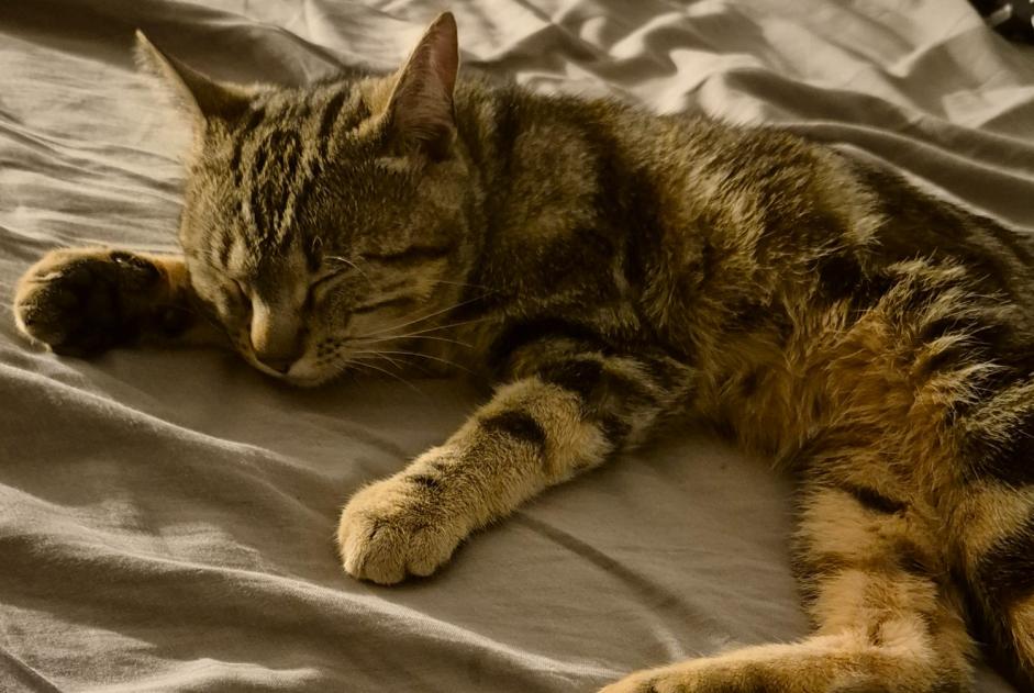 Alerta desaparecimento Gato Macho , 2 anos Troistorrents Switzerland