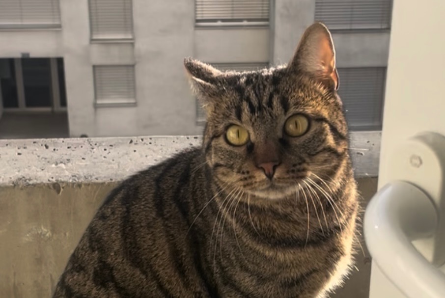 Alerta desaparecimento Gato Macho , 24 anos Yverdon-les-Bains Switzerland