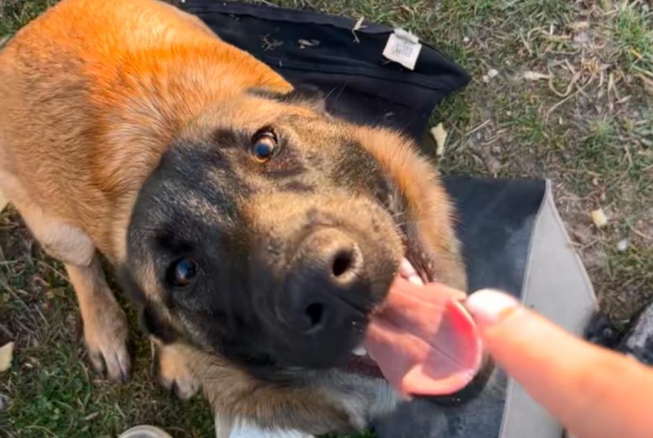 Alerta desaparecimento Cão cruzamento Fêmea , 1 anos Perpignan France