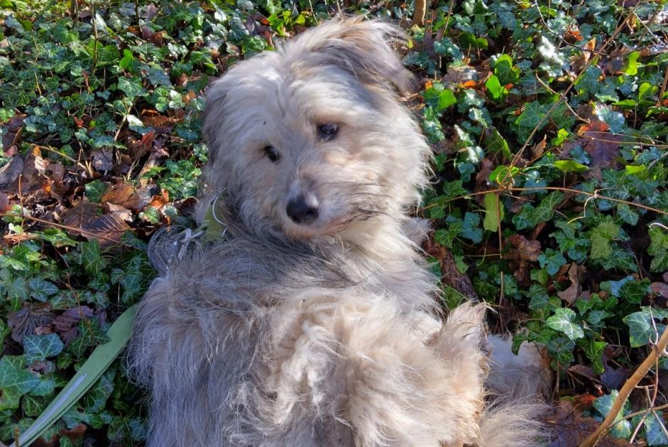 Alerta desaparecimento Cão Macho , 1 anos Namur Belgium